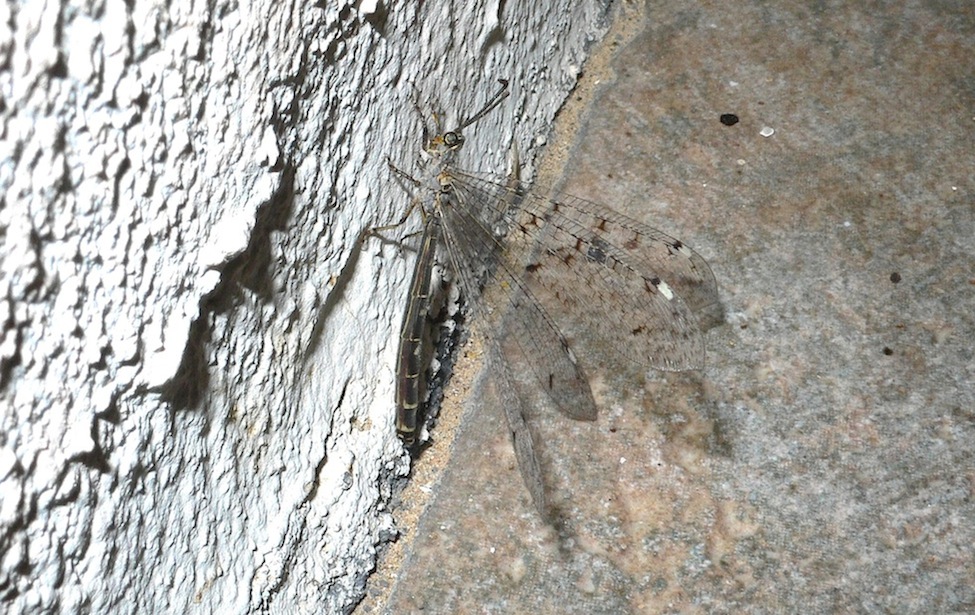 Distoleon tetragrammicus?